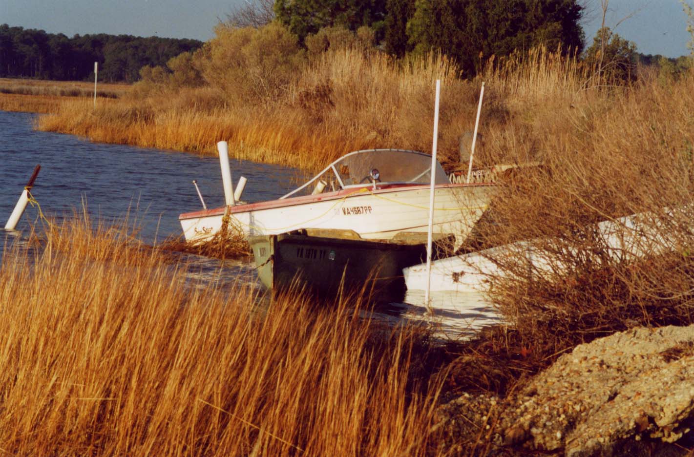 Boats in Reeds